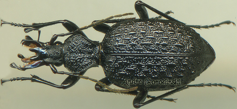 http://www.gorodinski.ru/carabidae/Cychrus chareti  chareti.jpg